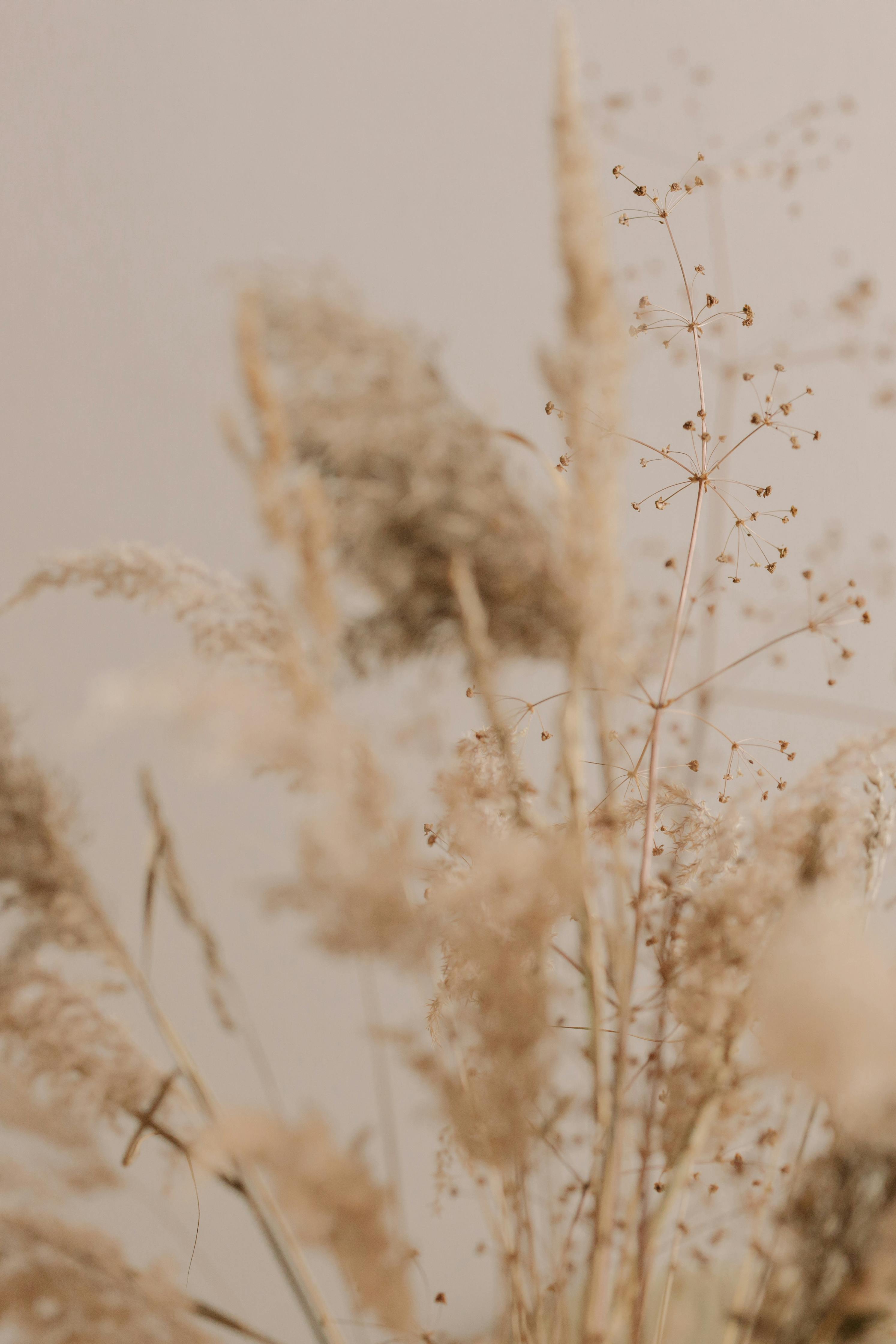 Pampas Grass Pictures  Download Free Images on Unsplash  Grass wallpaper  Aesthetic backgrounds Free background images